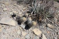 pa_343_coryphantha_erecta.jpg