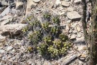 pa_344_thelocactus_leucacanthus.jpg