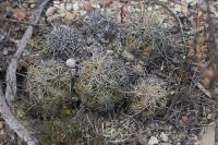 pa_347_thelocactus_leucacanthus.jpg