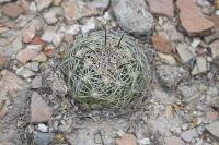 pa_348_coryphantha_cornifera.jpg