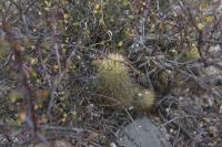 pa_349_mammillaria_elongata.jpg