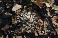 pa_350_ariocarpus_kotschoubeyanus_var._elephantidens.jpg