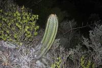 pa_351_astrophytum_ornatum.jpg