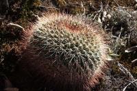 pa_352_mammillaria_sp..jpg