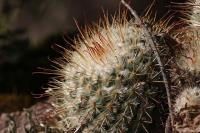 pa_353_mammillaria_bombycina.jpg
