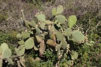 pa_354_opuntia_sp..jpg