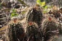 pa_355_echinocereus_acifer.jpg