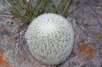pa_356_mammillaria_densispina.jpg