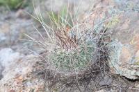 pa_357_echinofossulocactus_zacatecasensis.jpg