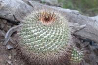 pa_358_mammillaria_sp..jpg