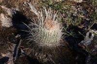 pa_359_echinofossulocactus_zacatecasensis.jpg