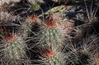 pa_360_echinocereus_sp..jpg