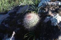 pa_361_mamillaria_sp..jpg