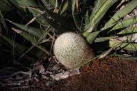 pa_362_mammillaria_densispina.jpg