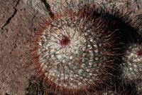 pa_363_mammillaria_perezdelarosae.jpg