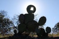 pa_364_opuntia_sp..jpg