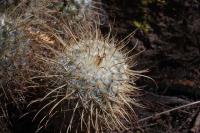 pa_365_mammillaria_bombycina.jpg