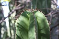 pa_366_stenocereus_dumortieri.jpg