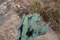 pa_367_myrtillocactus_geometrizans.jpg