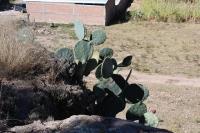 pa_370_opuntia_sp..jpg