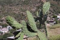 pa_371_opuntia_sp..jpg