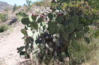 pa_372_opuntia_sp..jpg