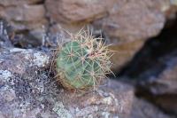 pa_375_ferocactus_hystrix.jpg