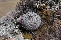 pa_377_mammillaria_perezdelarosae.jpg