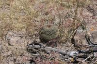 pa_378_mammillaria_sp..jpg