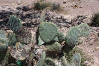 pa_379_opuntia_sp..jpg