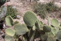 pa_380_opuntia_sp..jpg