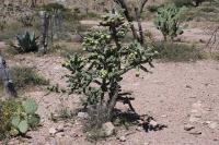 pa_381_cylindropuntia_imbricata.jpg