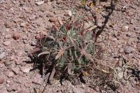 pa_382_ferocactus_latispinus.jpg