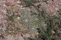 pa_383_mammillaria_uncinata.jpg