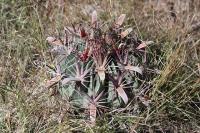 pa_384_ferocactus_latispinus.jpg
