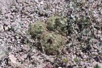 pa_385_coryphantha_sp..jpg