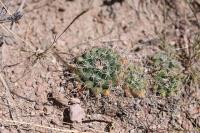 pa_386_mammillaria_uncinata.jpg
