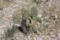 pa_388_opuntia_sp..jpg