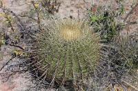 pa_389_ferocactus_hystrix.jpg