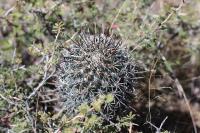 pa_391_coryphantha_ancistracantha.jpg