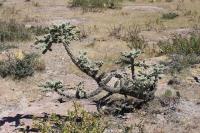 pa_392_cylindropuntia_imbricata.jpg