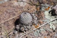 pa_396_mammillaria_perezdelarosae_ssp._andersoniana.jpg