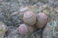 pa_398_echinocereus_pectinatus.jpg