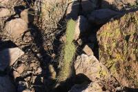 pa_400_opuntia_sp..jpg