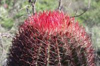 pa_401_ferocactus_steinesii.jpg