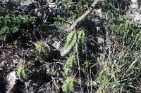 pa_402_echinocereus_pentalophus.jpg