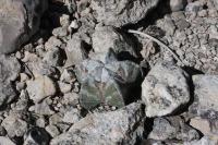 pa_403_astrophytum_myriostigma_var._strongylogonum.jpg