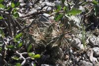 pa_405_cylindropuntia_tunicata.jpg