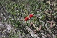 pa_408_cylindropuntia_leptocaulis.jpg