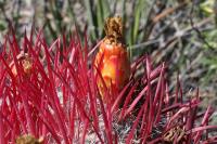 pa_409_ferocactus_steinesii.jpg